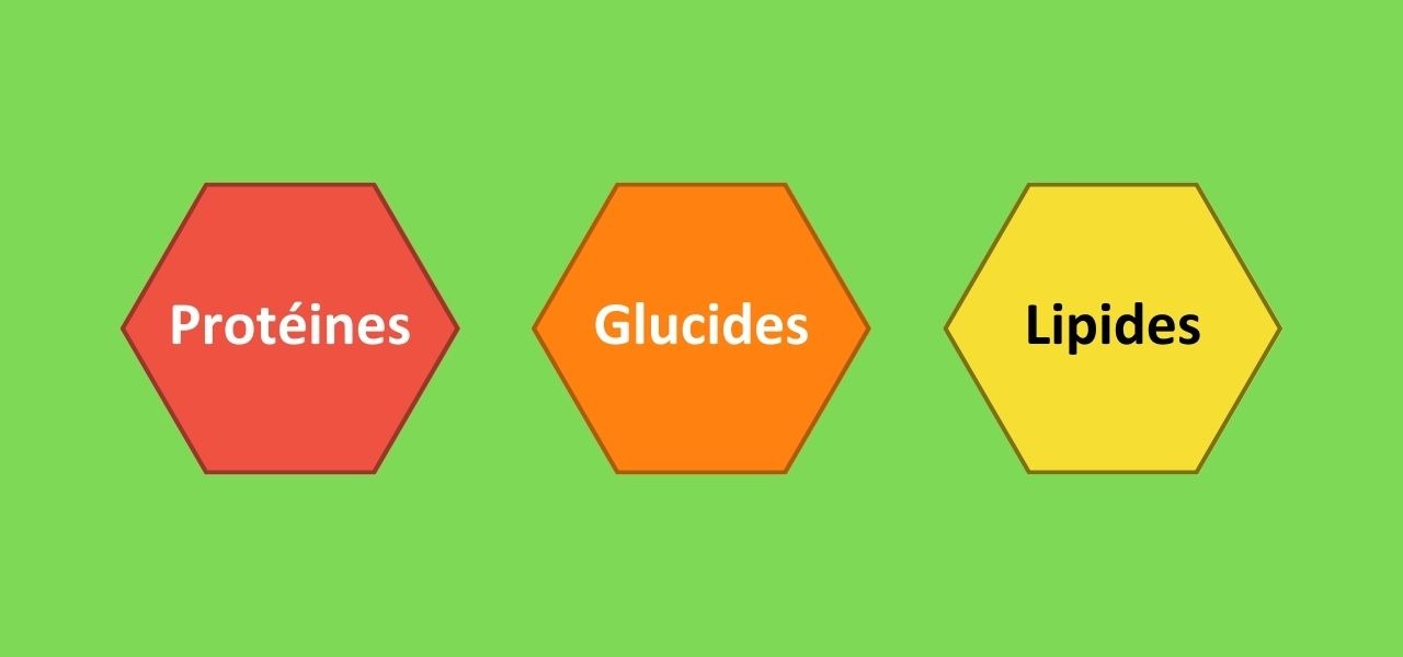 Absorption des calories - 2